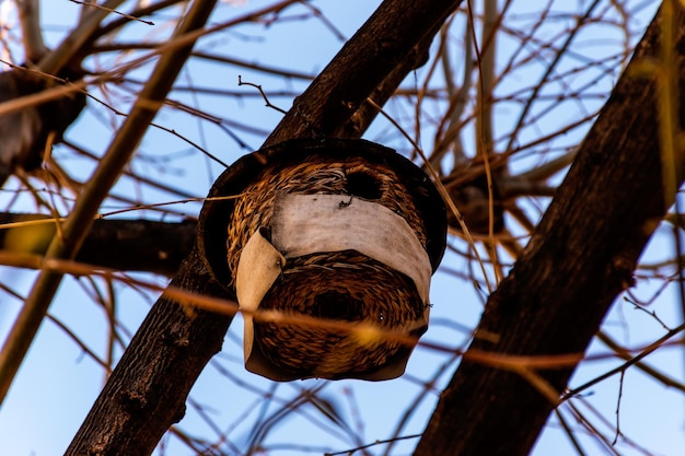 Foto lage hoek van verlichtingsapparatuur die aan een boom hangt tegen de lucht