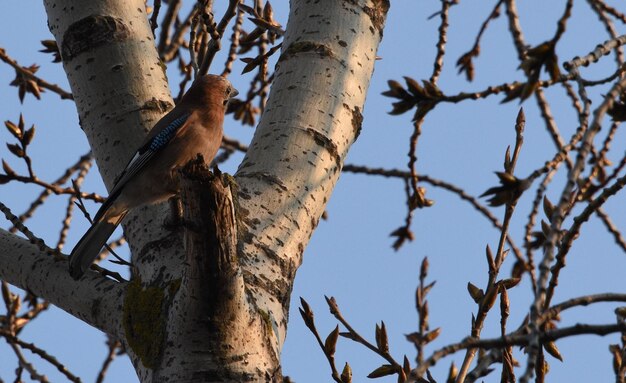 Foto lage hoek van vogel op boom