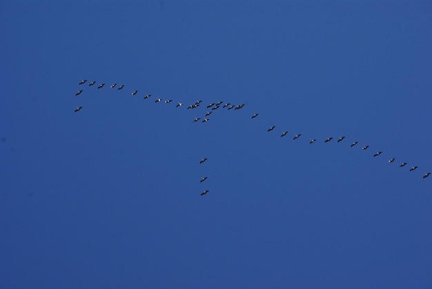 Foto lage hoek van vogels die in de lucht vliegen - hier zie je kraanvogels migreren in het zuiden oktober 2017