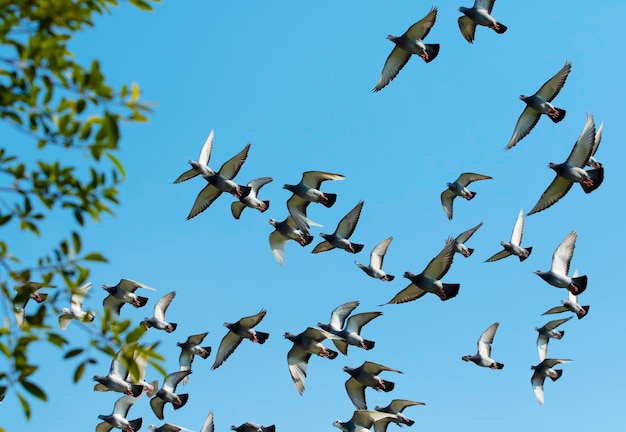Foto lage hoek van vogels die in de lucht vliegen.