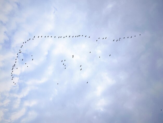 Foto lage hoek van vogels die in de lucht vliegen