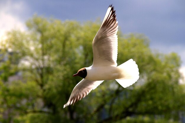 Foto lage hoek van vogels die in de lucht vliegen