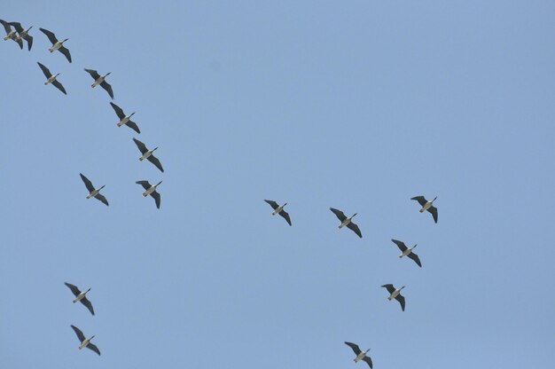 Foto lage hoek van vogels die in de lucht vliegen