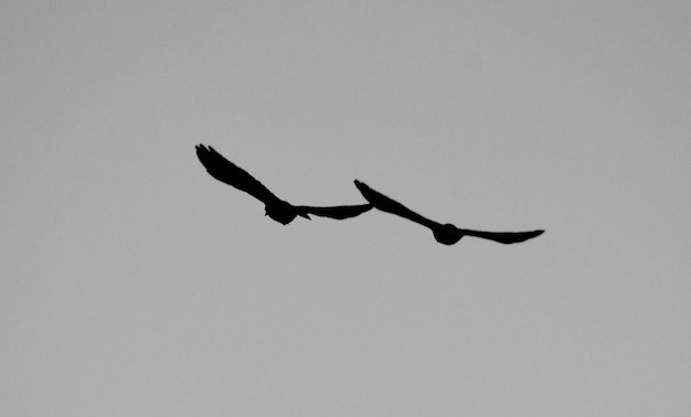 Foto lage hoek van vogels die in de lucht vliegen