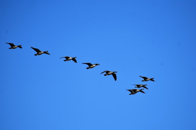 Foto lage hoek van vogels die in de lucht vliegen