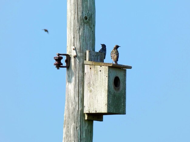 Lage hoek van vogels die op een houten paal zitten tegen een heldere blauwe lucht