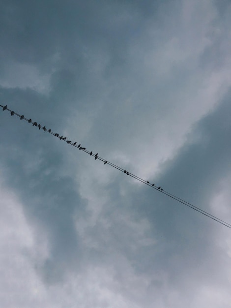 Foto lage hoek van vogels die op een kabel tegen de lucht zitten