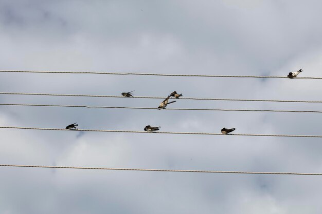 Foto lage hoek van vogels die op een kabel zitten