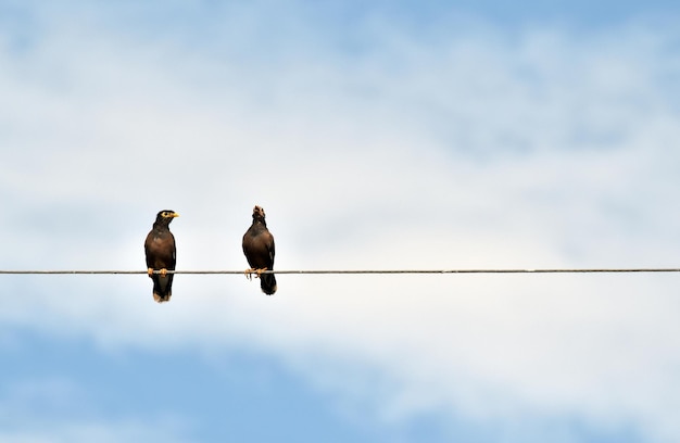 Foto lage hoek van vogels die op een kabel zitten