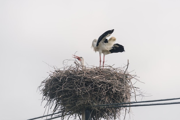 Lage hoek van vogels die op een nest zitten tegen de lucht