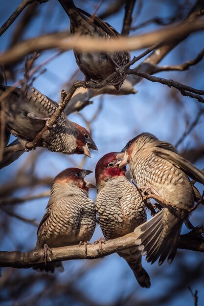 Foto lage hoek van vogels die op takken zitten