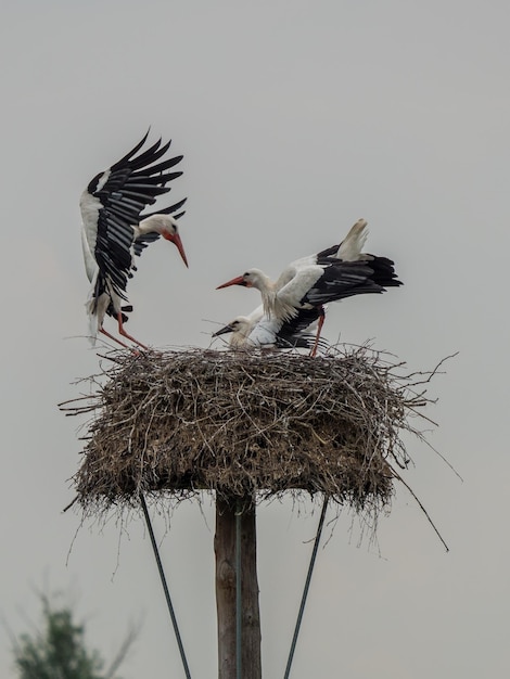 Lage hoek van vogels die over het nest vliegen tegen de lucht
