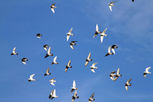 Lage hoek van vogels die tegen de lucht vliegen