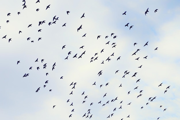 Lage hoek van vogels die tegen de lucht vliegen