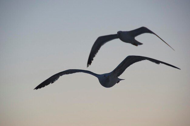 Foto lage hoek van vogels die tegen de lucht vliegen