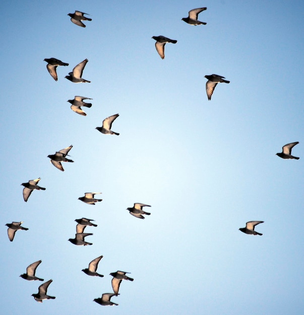 Lage hoek van vogels die tegen een heldere lucht vliegen