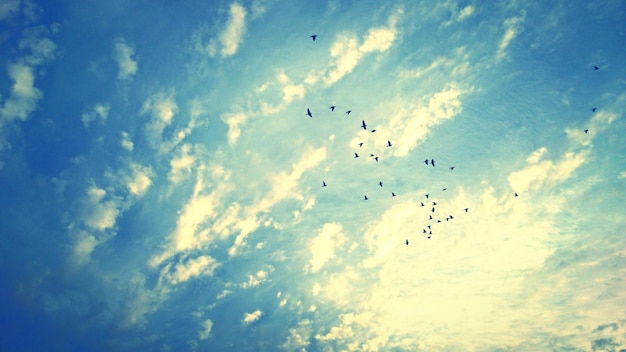 Lage hoek van vogels die vliegen in een bewolkte lucht