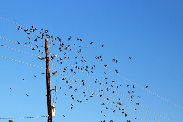 Foto lage hoek van vogels die vliegen tegen een heldere blauwe lucht