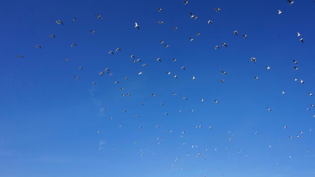 Foto lage hoek van vogels die vliegen tegen een heldere blauwe lucht