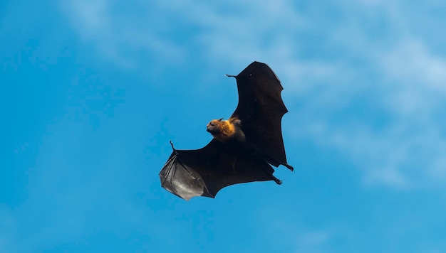 Lage hoek van vogels die vliegen