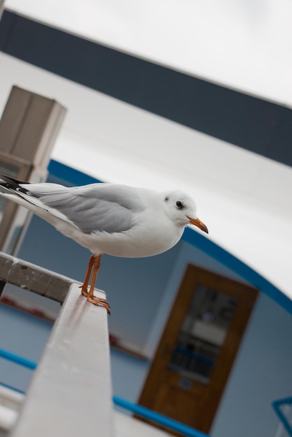 Foto lage hoek van vogels die zitten