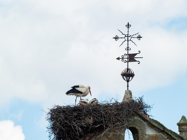 Foto lage hoek van vogels in een nest tegen de lucht