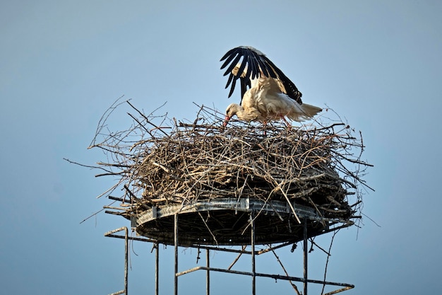 Lage hoek van vogels in een nest tegen de lucht