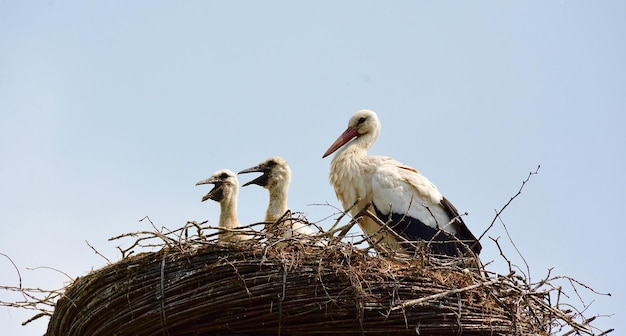 Lage hoek van vogels in een nest