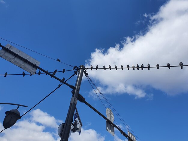 Foto lage hoek van vogels op de kabel tegen de lucht