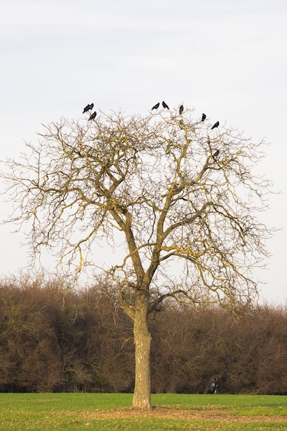 Foto lage hoek van vogels op kale bomen op een grasveld