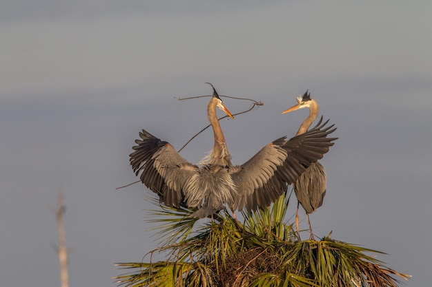 Lage hoek van vogels tegen de lucht
