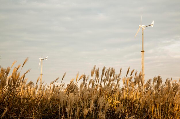 Foto lage hoek van windmolens en gras tegen de lucht