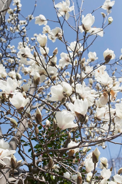 Lage hoek van witte bloemen die op een boom bloeien
