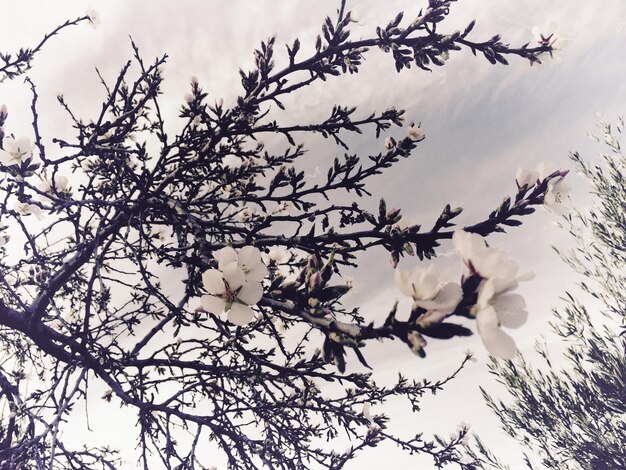 Foto lage hoek van witte bloemen die op een boom bloeien