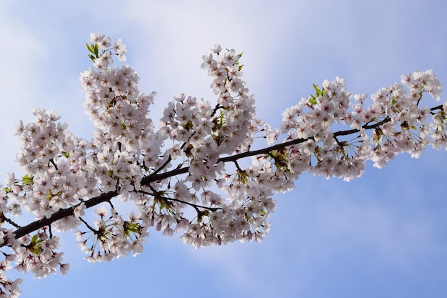 Lage hoek van witte bloemen op tak tegen de lucht