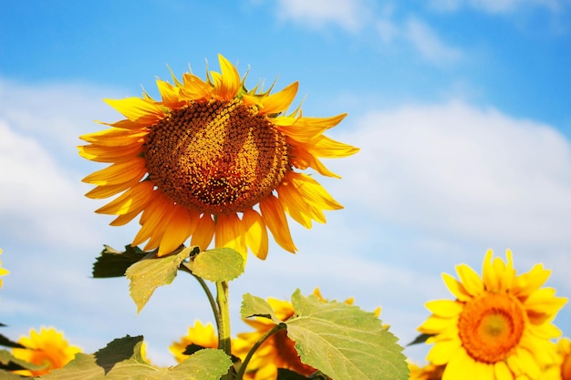 Lage hoek van zonnebloem tegen de lucht