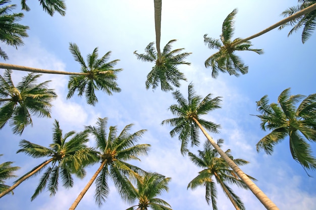 Lage hoek weergave van palmbomen tegen de blauwe hemel