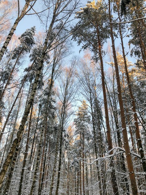 Lage hoekmening op hoge pijnbomen bedekt met sneeuw tegen blauwe lucht