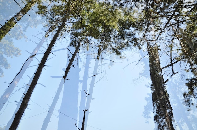 Lage hoekmening van bomen tegen de hemel tijdens de winter