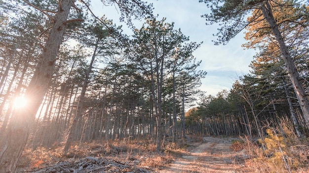 Foto lage hoekmening van bosbomen