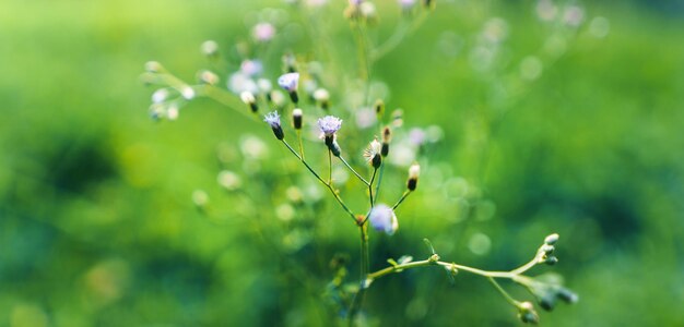 Lage hoekmening van close-up groen graslandschap