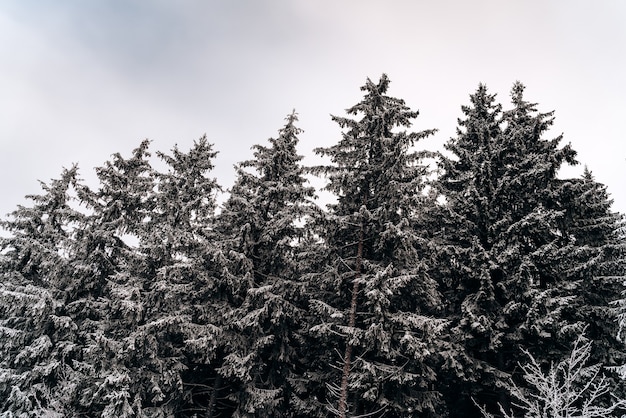 Lage hoekmening van de alpine heuvels van de winter met uitzicht op dennen- en dennenbos vanuit het bergdorp. Pittoreske reizen, wandelen, seizoensgebonden, natuur en platteland schoonheid concept achtergrondscène