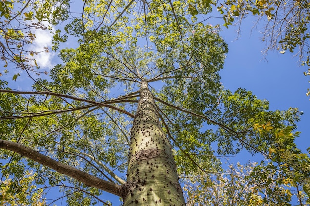 Lage hoekmening van een boom van zijdezijde met de blauwe lucht op de achtergrond