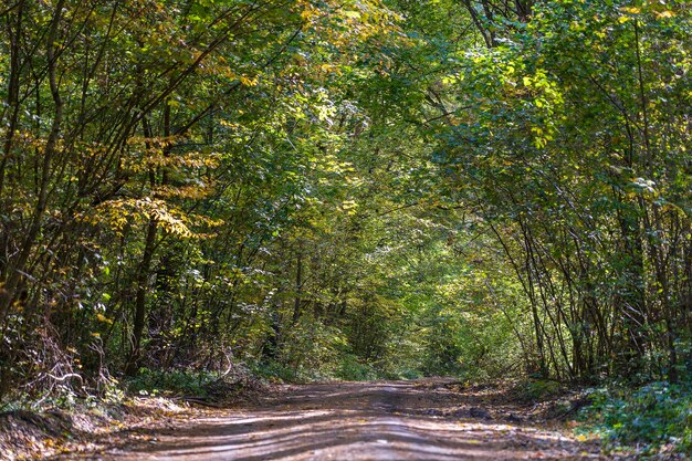 Lage hoekmening van een weg in het midden van een bos Bomen vormen een tunnel over een weg in de herfst Oekraïne