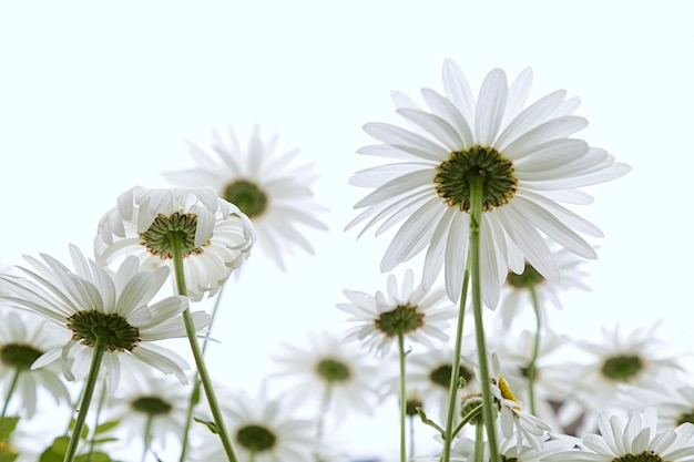 Lage hoekmening van enkele margrieten in een tuin