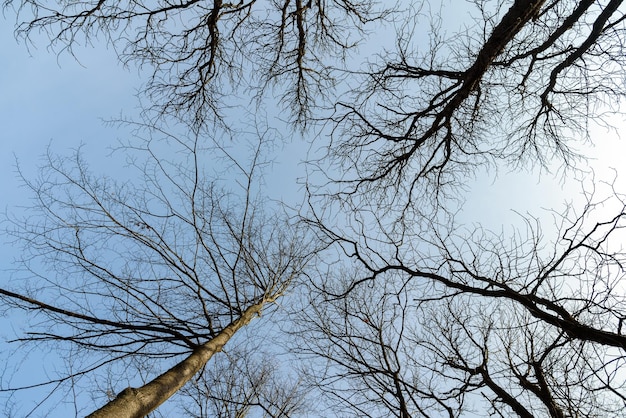 Lage hoekmening van kale bomen op een zonnige dag in het park