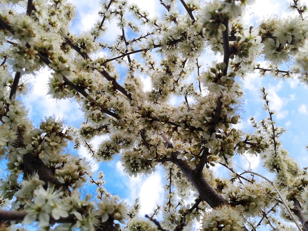 Lage hoekmening van kersenbloesems tegen de lucht