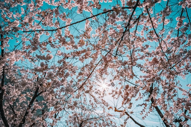 Lage hoekmening van kersenbloesems tegen de lucht