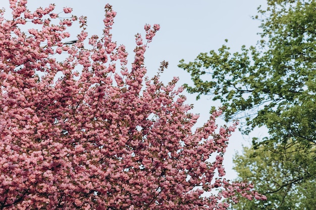 Lage hoekmening van kersenbloesems tegen de lucht