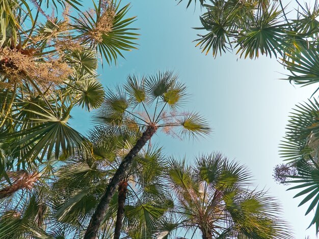 Lage hoekmening van palmbomen tegen blauwe hemel